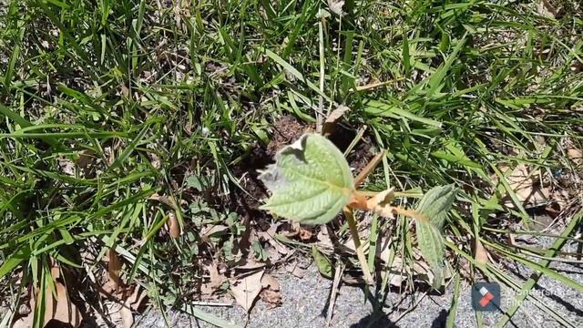 Garden Tour 6/24/2021- Pollinating and Helping Pollinators смотреть онлайн