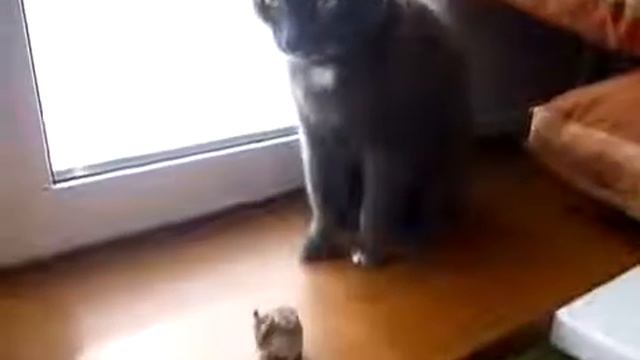 Испытайте острые ощущения! Мой хомяк дерется с котом! смотреть онлайн