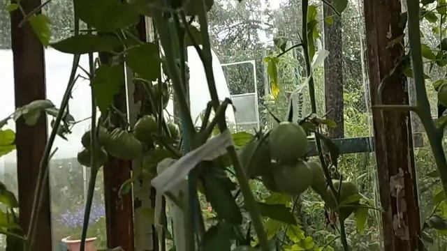 ТОМАТЫ НА УЛИЦЕ И В ТЕПЛИЦЕ, ЧТО ВЫРОСЛО ИЗ ГИБРИДНЫХ ТОМАТОВ , ДВЕ НЕДЕЛИ НАЗАД смотреть онлайн