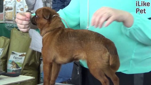 Пти-брабансон на ilikepet. Особенности породы, уход смотреть онлайн