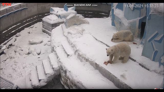 Ужин у мишек 11.01.2021 смотреть онлайн