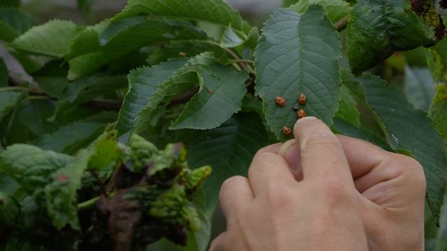Поленился поставить ловчие пояса и теперь нашествие тли в моем саду, но в борьбу вступает поголовье смотреть онлайн
