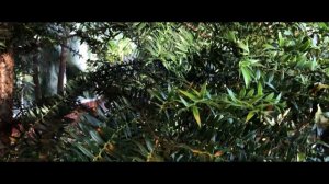 Араукария. Виды, уход и размножение.