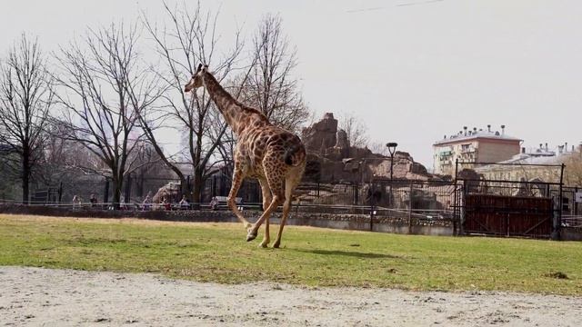 Жираф Липа вышел в уличный вольер смотреть онлайн
