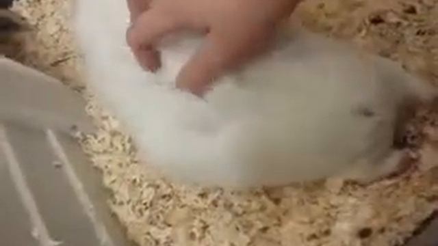 Слишком довольная морская свинка!!!