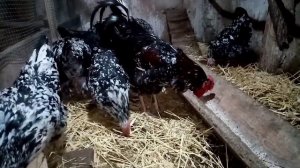 Ливенская порода кур!!!