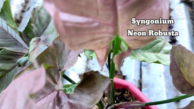 Syngonium 3 Kings and Syngonium Neon Robusta смотреть онлайн