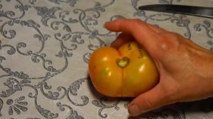 Томат Русский вихрь гном. Тест зрелых плодов.