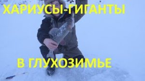 НАШЕЛ В  МОНСТРОВ   НА ГОРНОЙ РЕКЕ, РЫБАЛКА НА ХАРИУСА ЗИМОЙ, ХАРИУСЫ КОНИ ГНУТ УДОЧКУ И РВУТ ЛЕСКУ