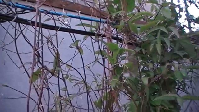 Неожиданно!!! 3 МАЯ Клематис выпустил бутоны. Сад и огород выпуск 156 смотреть онлайн