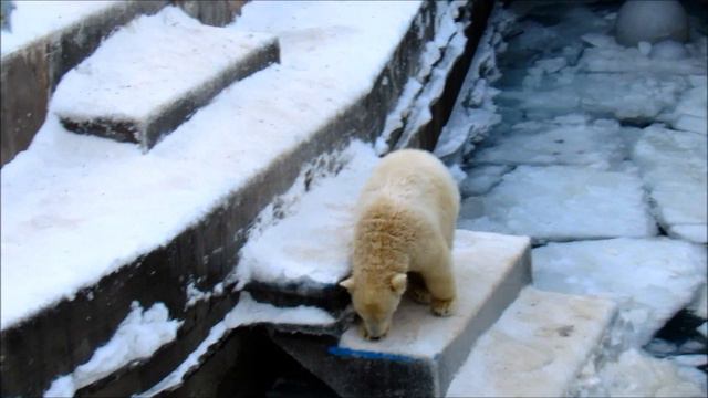 Игры с мамой Гердой и льдинками . 25.11.19 г. смотреть онлайн