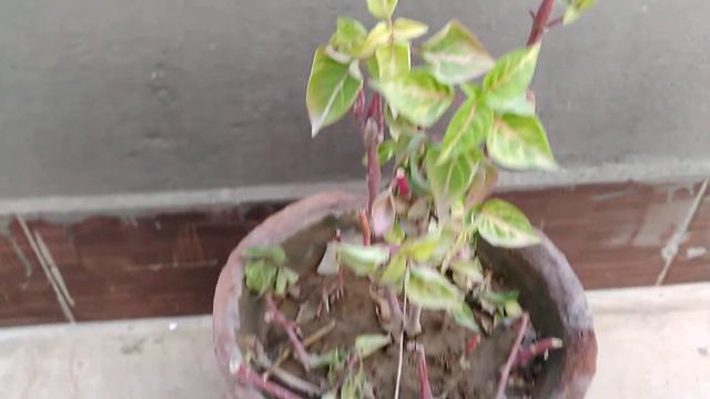 Irecine plant care | Shady area | Moist soil | Propagation #Irecineplant #Irecineplantcare смотреть онлайн
