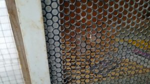 Армянские и Бакинские  Бойные голуби, Armenian and Baku Tumblers