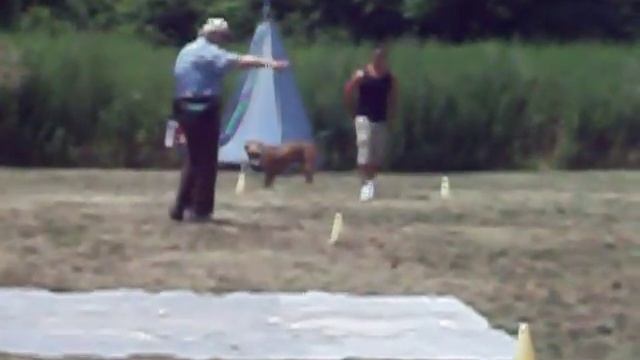 American Pit Bull Terrier Taking Temperament Test