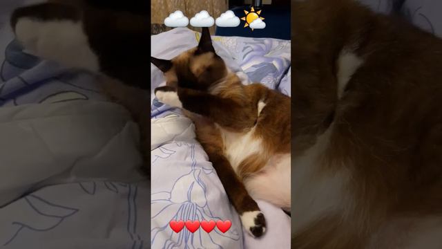 #тайская #cat #cute #кот #рекомендации #отдых #красота смотреть онлайн