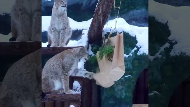 РЫСИ МОСковский ЗОопарк🐆lynx MOSCOW ZOO🐆 смотреть онлайн
