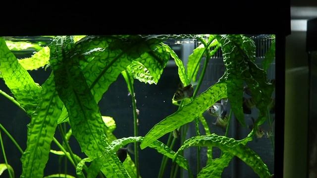 My Two Planted Tetra Fish Tank Setups | Juwel Lido 200 смотреть онлайн