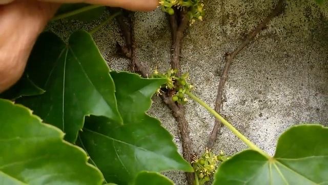 AMPELOPSIS, PLANTA TREPADORA