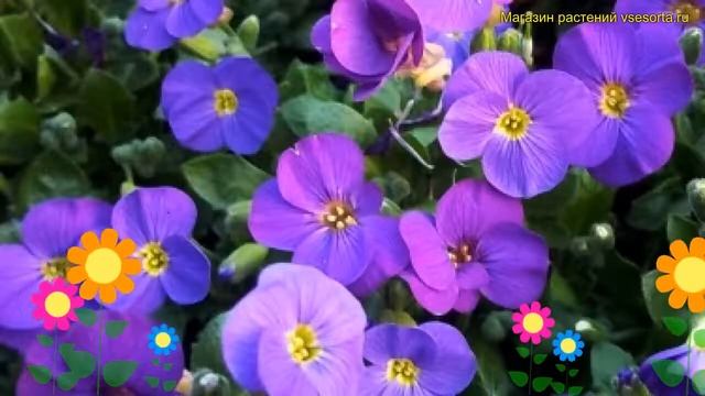 Аубриета дельтовидная Китте блю. Краткий обзор, описание характеристик aubrieta deltoidea Kitte Blu смотреть онлайн