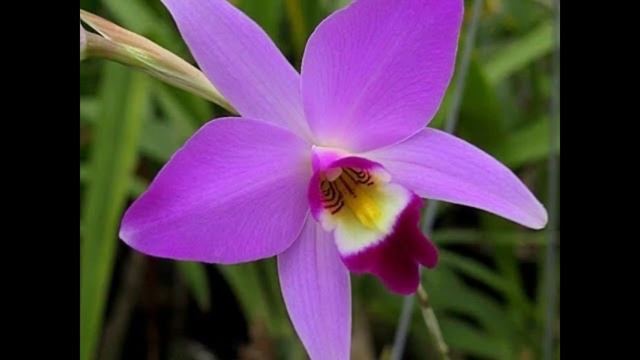 LAELIA ANCEPS cuidado y cultivo смотреть онлайн
