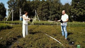 Декоративные  кустарники. Любимые виды и сорта, как правильно выбрать