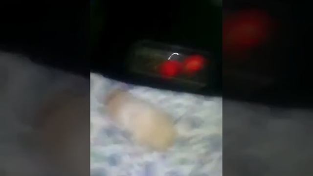 Feed the hamster XD смотреть онлайн