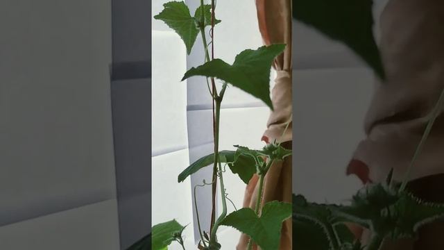 пустоцветы на огурце, что делать? смотреть онлайн