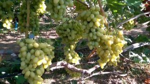 @Виноград Бананас  Хороший виноград