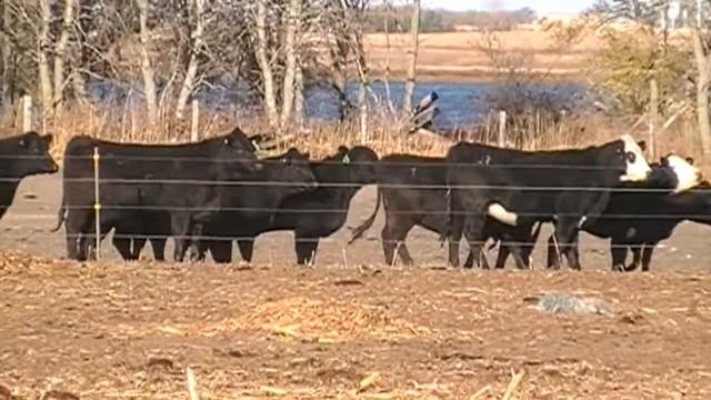 Ulmer Land & Cattle Black Heifers смотреть онлайн