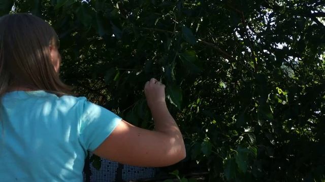 Наша ДАЧА одичала, НЕТ ЦЕНЫ это наша стихия) смотреть онлайн