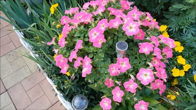 Лучшие сорта ампельной и вегетативной петунии 2021г.|Обзор сортов петунии в моем саду.|Петхоа смотреть онлайн