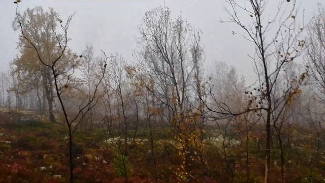Выход в лес в полном тумане. Туман и красота Мурманска.