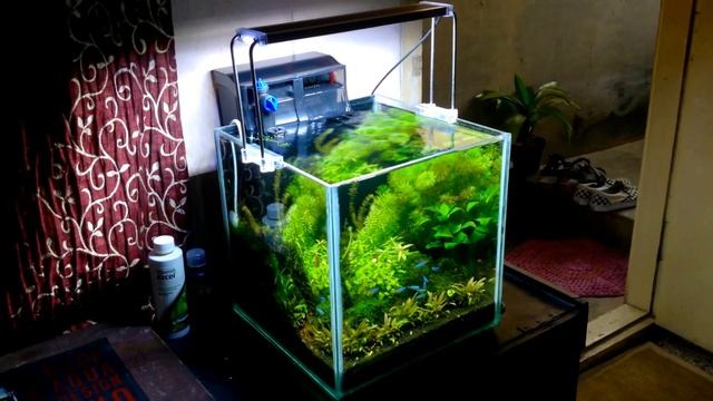 SUNSUN LED light growth update | Cube garden 30C | GRECH UV filter | Seachem flourish excel смотреть онлайн