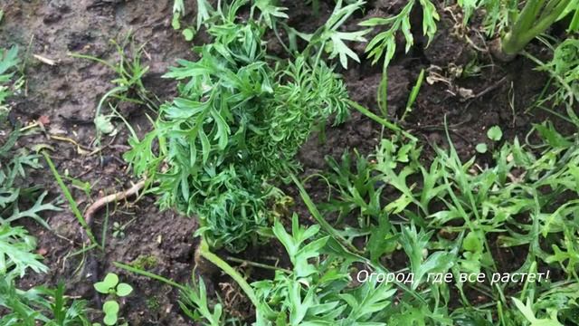 485 Что делать, если морковка закудрявилась смотреть онлайн