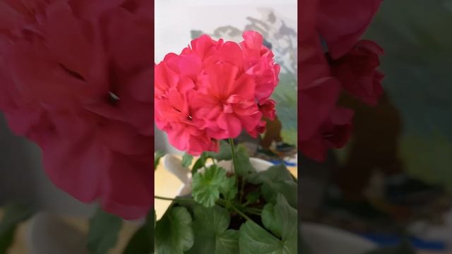 Пеларгония розовая, махровая смотреть онлайн