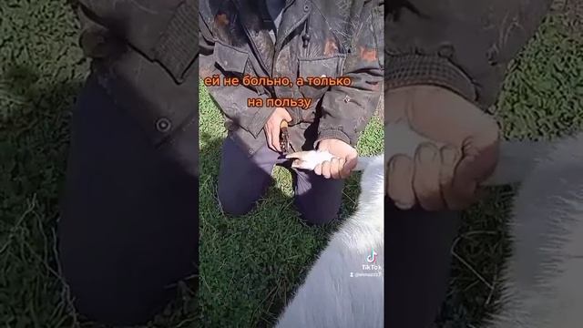 Стрижка копыт у козы смотреть онлайн