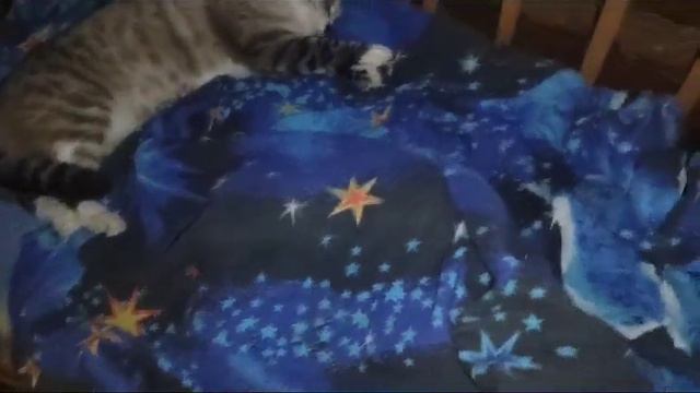 По кличке Winston(1) смотреть онлайн