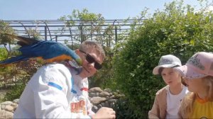 Говорящий попугай Ара Рома играет в карты На Улице. Смешной попугай ара на прогулке.