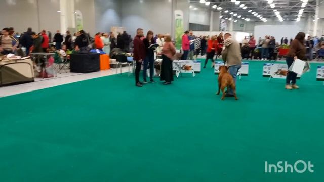 Национальная выставка собак памяти Сабанеева