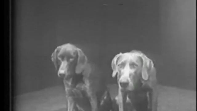 William Wegman: 'Two Dogs & Ball' смотреть онлайн