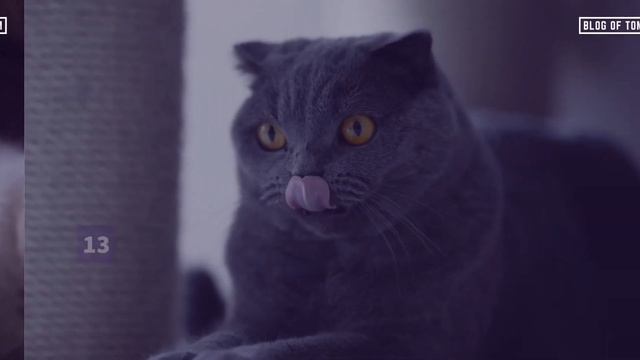 25 Cute Girl Cat Names (Adorable Female Cat Ideas) смотреть онлайн