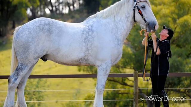 Рубрика:всё о лошадях Шайрах. смотреть онлайн