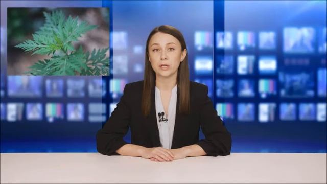 ‼️Цветение амброзии в этом году признали аномальным.СНТ "Садовод-Любитель" смотреть онлайн