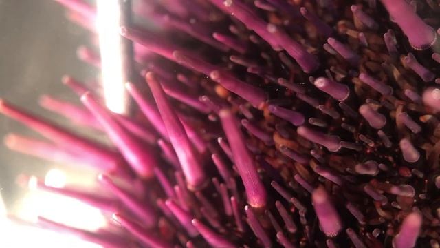 spine reaction in purple sea urchin (Strongylocentrotus purpuratus) смотреть онлайн