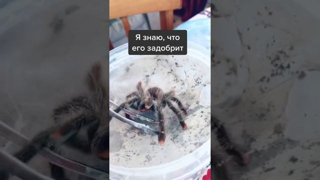 Агрессивный паук-птицеед смотреть онлайн