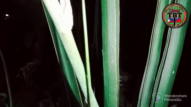 Sansevieria 'Midnight Fountain' Inflorescence Part 1