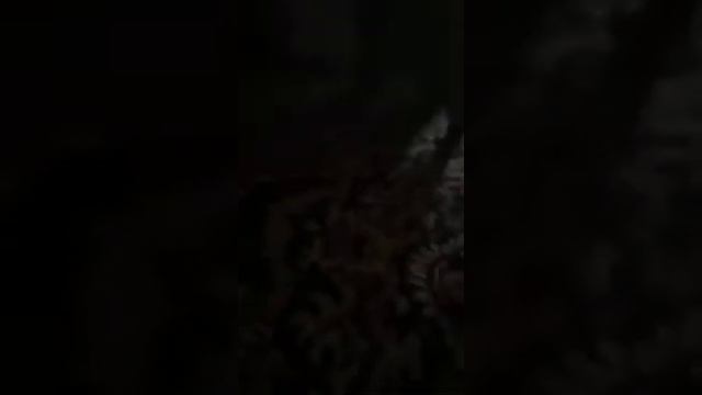 История происхождения моего кота и кто был до его появления смотреть онлайн