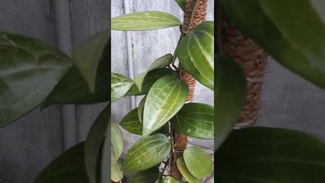 hoya macrophylla grows vine prolifically #shorts #hoya смотреть онлайн