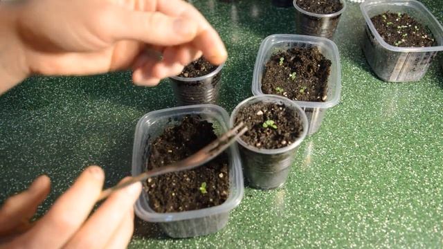 Цветочные миксы с участием петунии. смотреть онлайн