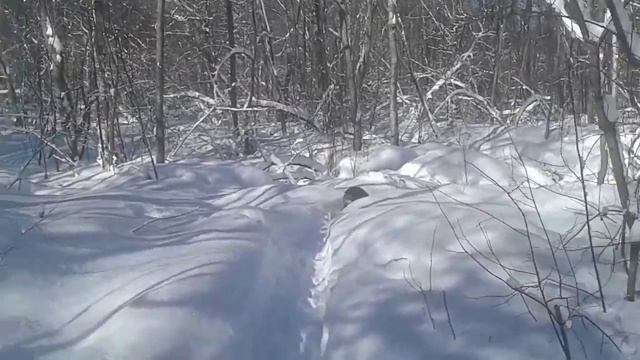 МЕДВЕЖОНОК В ЛЕСУ смотреть онлайн